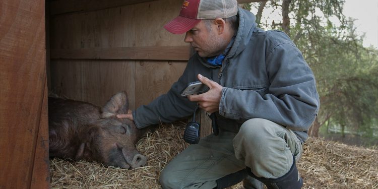 Awards Daily Exclusive: The Biggest Little Farm