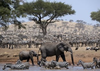 Simon Fuller On How His Charity Work and a Safari Trip Inspired Discovery’s ‘Seregenti’