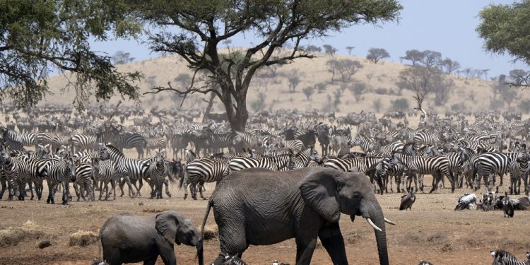 Simon Fuller On How His Charity Work and a Safari Trip Inspired Discovery’s ‘Seregenti’