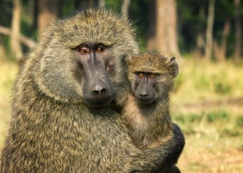 Interview: John Downer Talks ‘Serengeti’ Discovery Channel’s New Nature Documentary