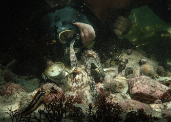 Podcast: Academy Award Nominee Pippa Ehrlich Discusses ‘My Octopus Teacher’