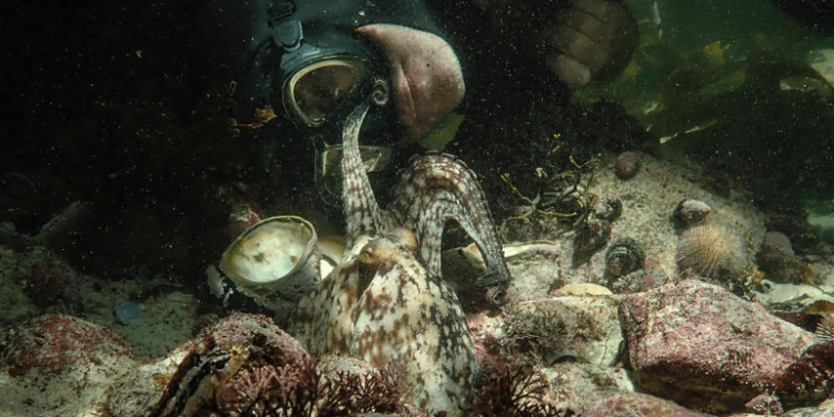 Podcast: Academy Award Nominee Pippa Ehrlich Discusses ‘My Octopus Teacher’